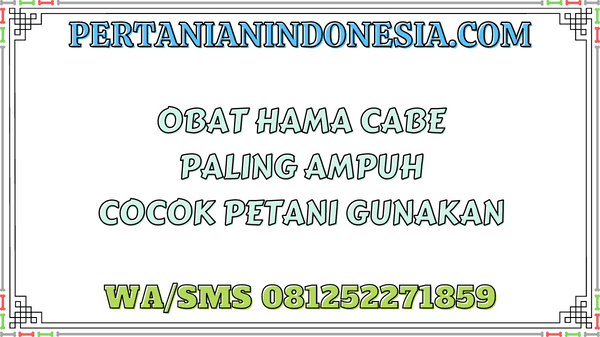 Obat Hama Cabe Paling Ampuh Cocok Petani Gunakan